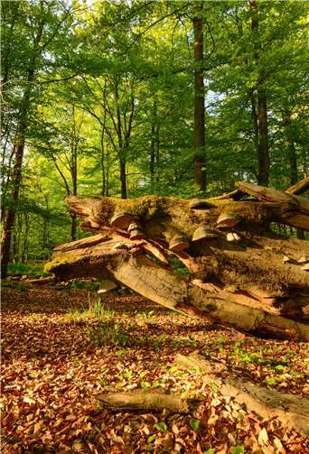Totholz im Buchenwald. Harry Neumann