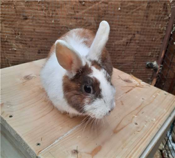 Track. Foto: Tierheim u. Tierschutzverein Kreis Ahrweiler e.V.