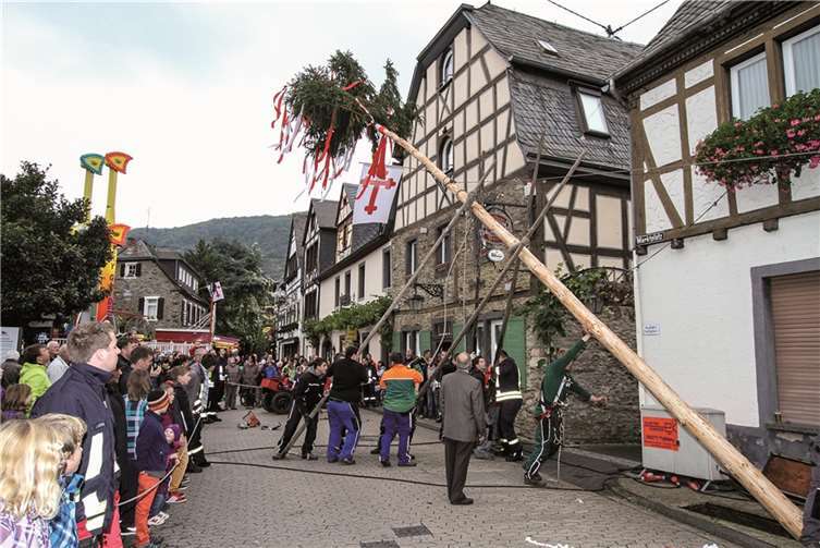 Traditionell mit Seilen und Pflöcken wurde der Kirmesbaum aufgestellt und ragte bald über die Dächer von Kobern-Gondorf. -EP-