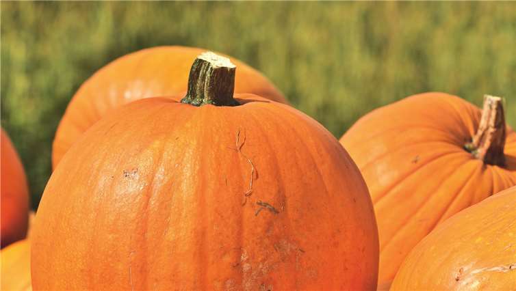 Traditionell werden auch in diesem Jahr wieder Kürbisse geschnitzt.privat