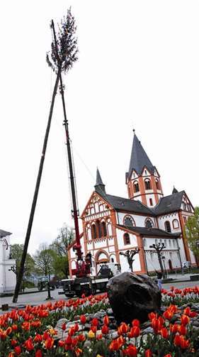 Traditionell wurde der Maibaum von den „Jusseps-Jonge“ auf dem Kirchplatz aufgestellt. -RÜ-