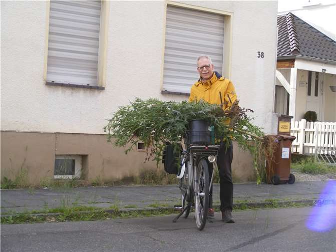 Transport großer Disteln: Wie gewaltig groß die Disteln gewachsen waren, wird beim Transport zum Sammelplatz deutlich. Foto: SPD Rheinbach
