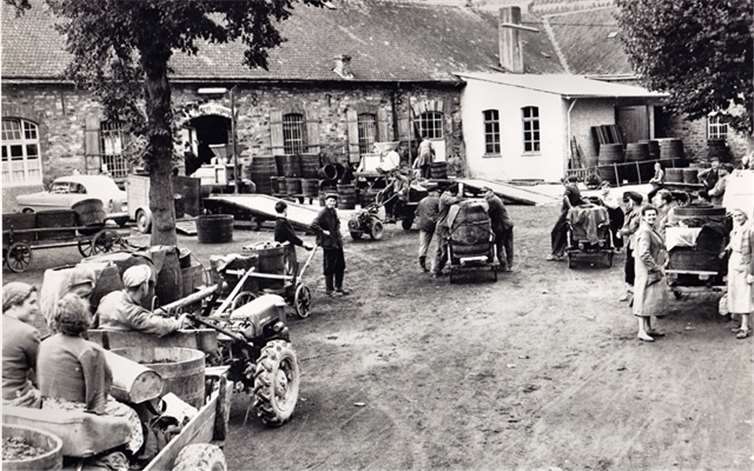 Traubenanlieferung mit Holder, Handwagen und Damenschoner 1958. Ahrweiler Winzerverein