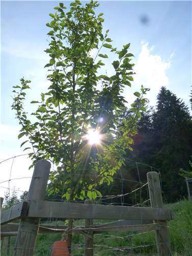 Traubenkirsche. Foto: Winfried Sander