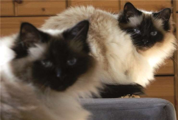 Traumhaft schöne reinrassige „Heilige Birmas“.privat