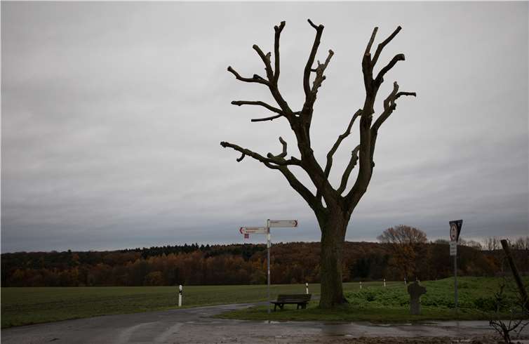 Traurig, aber unausweichlich: Die Weide musste zurückgeschnitten werden. CEW