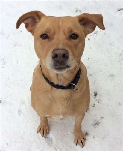 Trauriger Blick. Ronny möchte gefordert und gefördert werden.privat