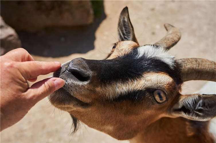 Tripsdrill ist Freizeitpark und Wildpark in einem. Foto: pixabay.com © LMoonlight (CC0 Public Domain)