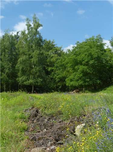 Trockenrasen mit Schlacke.Foto: Leonhard