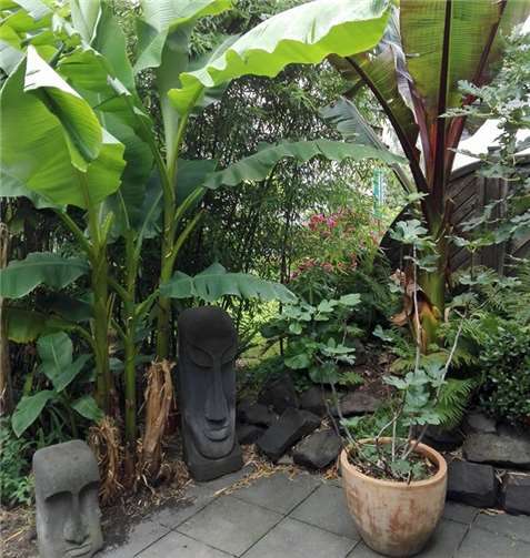 Tropische Pflanzen stehen im Mittelpunkt des Vortrags. Foto: privat