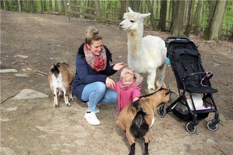 Trotz Besuch vom Alpaka wendet die kleine Mia ihre Aufmerksamkeit der Ziege zu.
