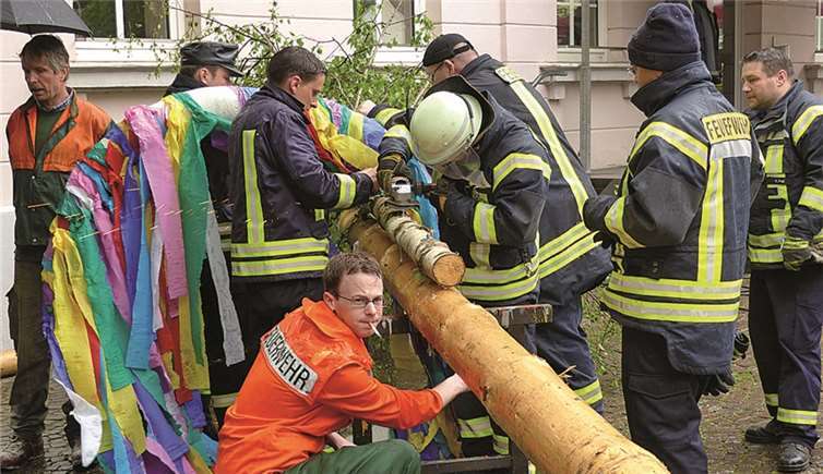 Trotz Regens hatte es sich die Feuerwehr, unterstützt von Holzbau Adams und Landwirt Heribert Langen nicht nehmen lassen, einen mächtigen Maibaum in Remagens Altstadtmitte aufzustellen. AB