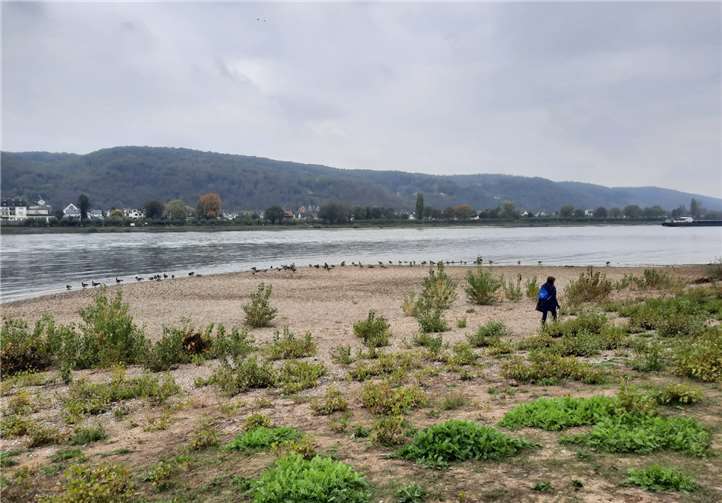 Trotz Rhine Clean-Up einen Monat zuvor fand sich erneut einiges an Müll am Rheinufer.