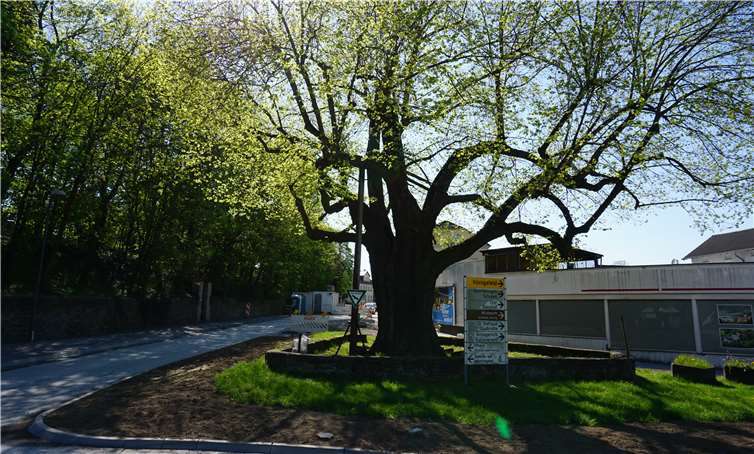 Trotz der Bauarbeiten ist die Gesundheit der alten Linde nicht gefährdet. Foto: ROB