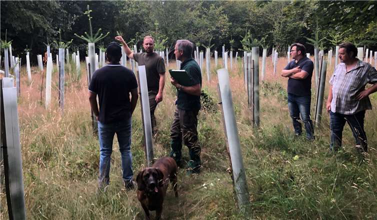 Trotz der Trockenheit sind manchen Anpflanzungen im Waldgebiet von Ohlenhard deutlich gewachsen. Fotos: privat