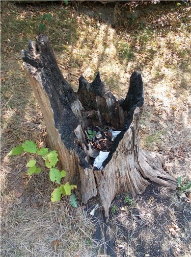 Trotz der seit Monaten andauernden Trockenheit wurde dieser Baumstumpf genutzt, um am Ufer des Laacher Sees ein Lagerfeuer zu entzünden. Foto: Kreisverwaltung Mayen-Koblenz