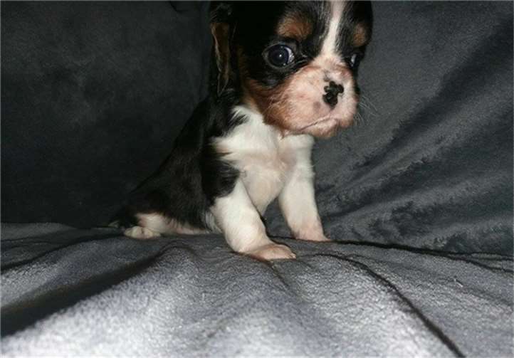 Trotz des Hydrocephalus ist der kleine Jim sehr aktiv.