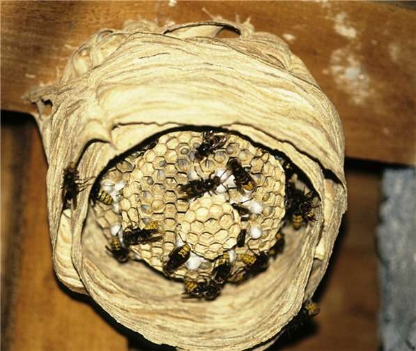 Trotz des schlechten Rufs: Wespen und Hornissen sind sehr nützlich.