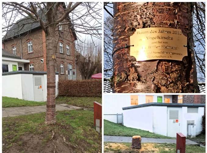 Trotz deutlicher Kennzeichnung im Plan und vor Ort wurde die Vogelkirsche gefällt. Die Bürger sind entsetzt und haben die Gemeinde um Aufklärung gebeten. Foto: Parents for Future, Wachtberg