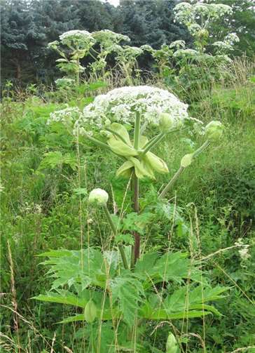 Trotz ihrer imposanten Erscheinung: Die Herkulesstaude, auch Riesenbärenklau genannt, ist giftig und muss in jedem Fall entfernt werden. Foto: Kreisverwaltung Ahrweiler