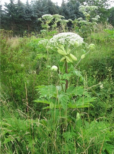 Trotz ihrer imposanten Erscheinung: Die Herkulesstaude, auch Riesenbärenklau genannt, ist giftig und muss in jedem Fall entfernt werden. Foto: Kreisverwaltung Ahrweiler