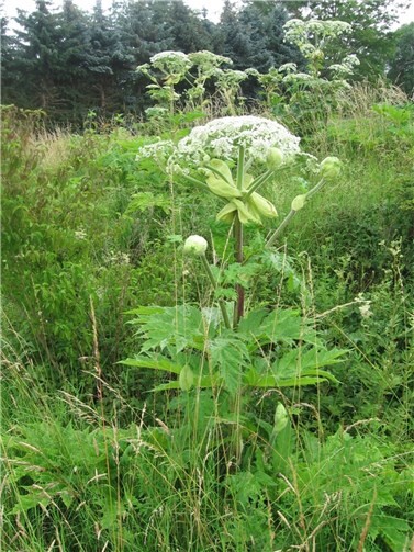 Trotz ihrer imposanten Erscheinung: Die Herkulesstaude, auch Riesenbärenklau genannt, ist giftig und muss in jedem Fall entfernt werden.  Foto: Kreisverwaltung Ahrweiler