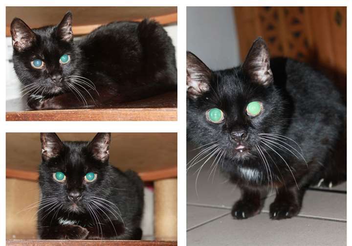 Trotz ihres Alters ist Tinchen eine sehr aktive Katze. Anja Hedden