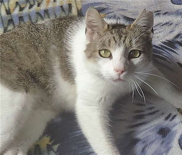 Tunika ist eine liebe und aufgeweckte Katze. privat