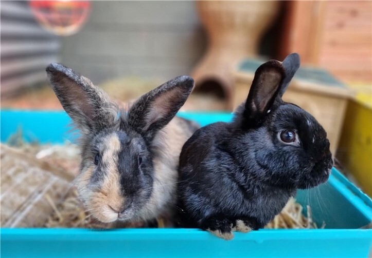 Tux und Toffee aus dem Tierheim Mayen suchen ein neues Zuhause. Foto: privat