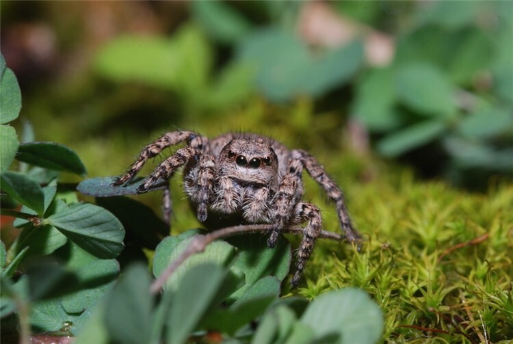 Typische Spinnenart der Agrarlandschaft. Foto: SGD Nord