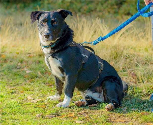 Tyra. Foto: Tierheim u. Tierschutzverein Kreis Ahrweiler e.V.