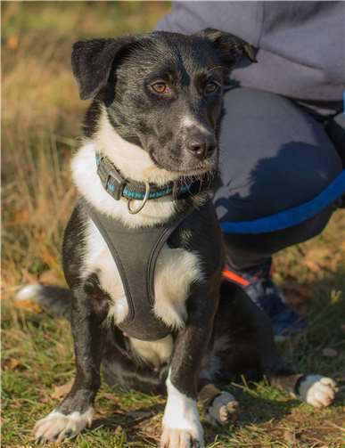 Tyra sucht ein Zuhause.Foto: privat