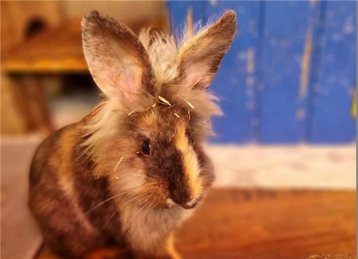 Udo – der mit den langen Ohren sucht ein neues Zuhause.  Foto: Sybill Limbach