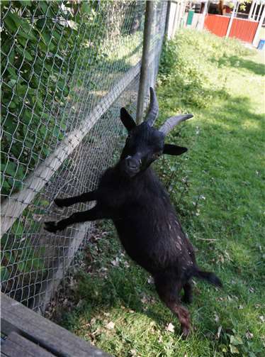 Über 150 Tiere leben am Schwanenteich. Fotos: ROB