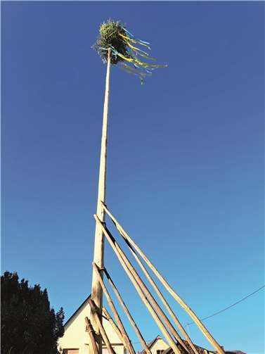 Über 22 Meter hoch ragte der Kirmesbaum über Mendig.