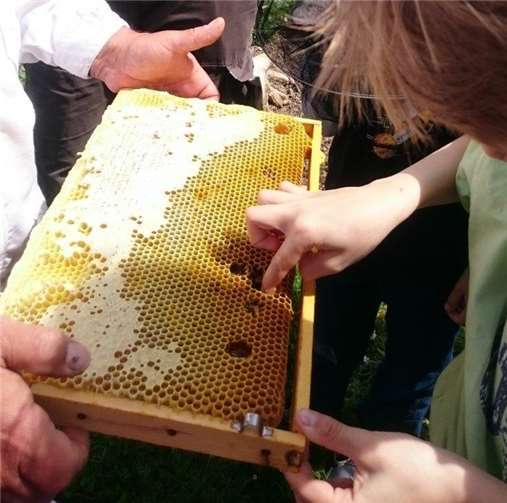 Über 550 Kinder besuchten 2017 den Bienenstand.privat