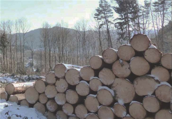 Über das Thema Beteiligung an der kommunalen Holzvermarktung sprach der 1. Beigeordnete Joachim Plitzko. FRE