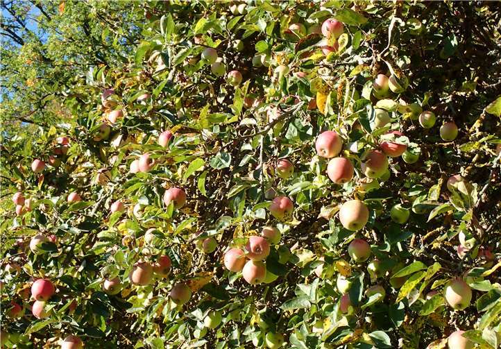 Über eine Tonne Äpfel ausschließlich aus den Kotteme Streuobstwiesen wurde in die Kelterei gebracht.