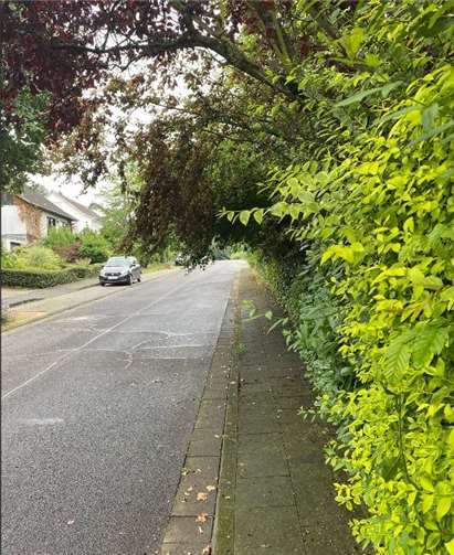 Überhängendes Grün, wenn es in den Gehweg oder bis in den Straßenraum hineinreicht, gefährdet die Sicherheit sowohl der Fußgänger als auch der Autofahrer. Foto: Gemeinde Wachtberg/dw