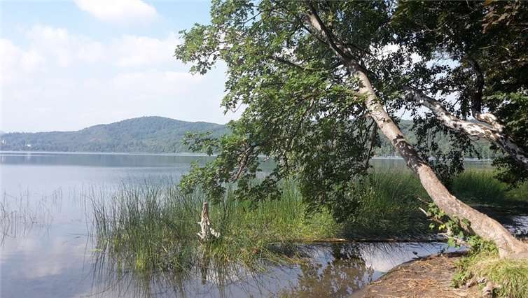 Uferzone des Laacher Sees. Quelle: SGD Nord