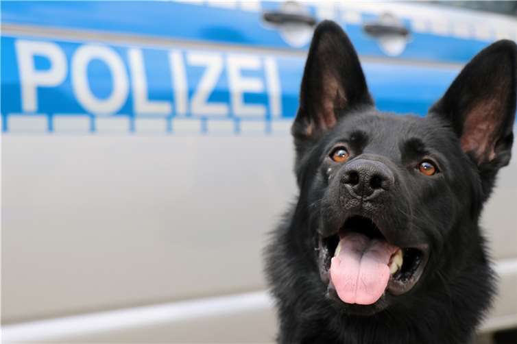 Ulla, der Drogenspürhund der Euskirchener Polizei zeigte die Drogenverstecke im Fahrzeug des Verdächtigen an.
