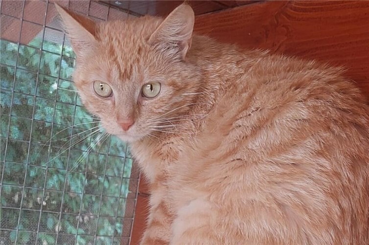 Ulli