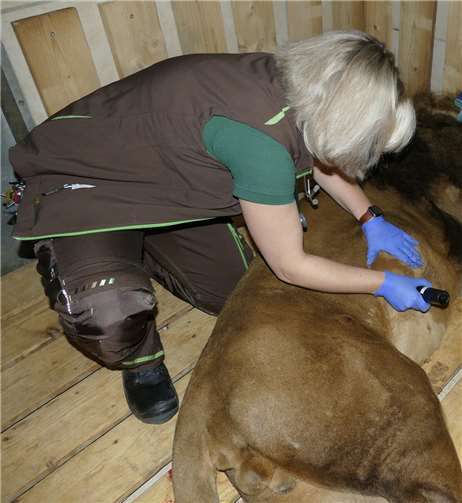 Ultraschall beim Löwen. Foto: privat