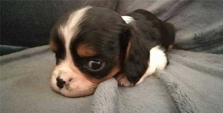 Um Jim die Chance für weiteres Leben geben zu können, werden Spenden für die notwendige Operation benötigt.