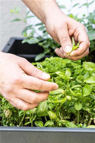 Besonderer Stellenwert der Mahlzeiten im Hospiz   Um auf die Bedürfnisse und Wünsche der Hospiz-Gäste einzugehen, wird im Rhein-Wied Hospiz frisch gekocht, natürlich auch mit frischen Kräutern aus dem Hochbeet des Rhein-Wied Hospizes.Foto: Stefanie Hein