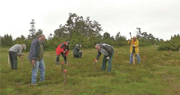 Um die Wacholderbabys vor dem Tod durch Maschineneinsatz zu schützen, werden ihre Standorte von der Wacholderwacht mit Pfählen markiert.privat