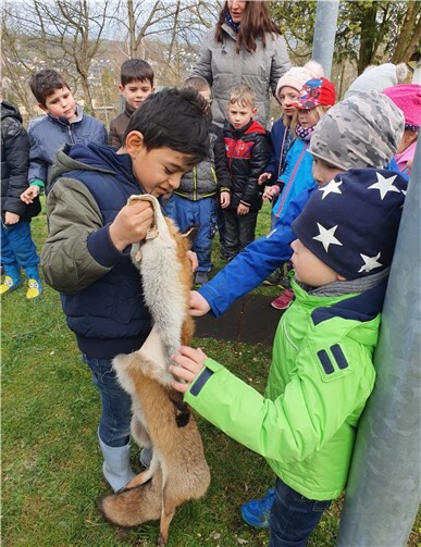 Um etwas über die heimischen Waldbewohner zu lernen, wurde das Anschauungsmaterial sorgfältig untersucht.