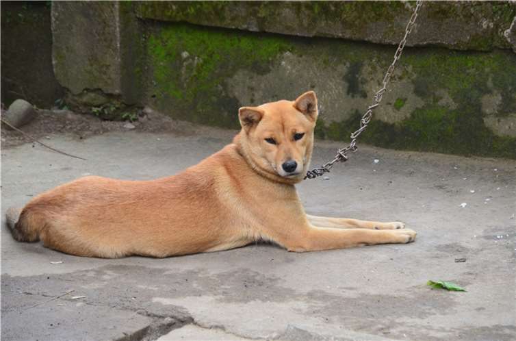 Um zu überprüfen, ob Hunde an der Kette gehalten werden, müssen Kontrollfahrten übernommen werden. Foto: Antje Firmenich