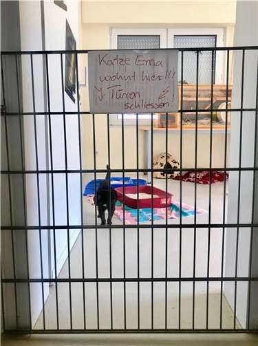 Umzug und Enge bedeuten viel Stress für Katzen.  Tierschutzverein Andernach u. U. e.V.