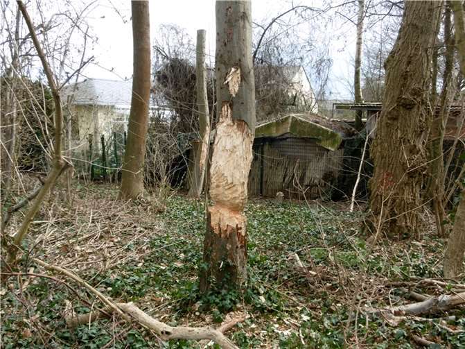 Unbekannte Täter haben 20 Bäume mit Äxten mutwillig so schwer beschädigt, dass mindestens zehn Gehölze nicht mehr gerettet werden können. Die Stadt hat Strafanzeige gestellt.  Foto: Stadt Andernach/Karlsson